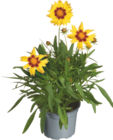 Mädchenaugen "Coreopsis" im tegut Prospekt Mädchenaugen "Coreopsis" von im aktuellen tegut Prospekt für 2,99 €