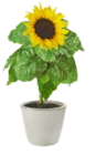 Sonnenblume Angebote bei Kaufland Wiesbaden für 2,22 €