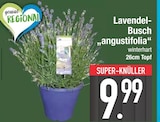 Lavendel-Busch im EDEKA Prospekt Lavendel-Busch im aktuellen EDEKA Prospekt für 9,99 €