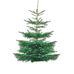 Tannenbaum Nordmanntanne