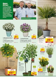 Lavendel im aktuellen toom Baumarkt Prospekt (Stuttgart) Lavendel im toom Baumarkt Prospekt "Respekt, wer's selber macht." mit 20 Seiten (Stuttgart)