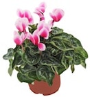 Kaufland Baden-Baden - Alpenveilchen Angebot im Prospekt Alpenveilchen bei Kaufland im Baden-Baden Prospekt für 3,29 €