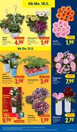 Aktueller Lidl Prospekt mit Pflanzen, "LIDL LOHNT SICH", Seite 71