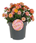 Hagebaumarkt Mainz - Beetrose 'Sugar Candy Rose' Angebot im Prospekt Beetrose 'Sugar Candy Rose' bei Hagebaumarkt im Mainz Prospekt für 17,99 €