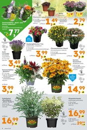 Rock Angebot im aktuellen Globus-Baumarkt Prospekt auf Seite 4