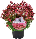 Polsterstauden 'Rock Collection' Angebote bei Globus-Baumarkt Bruchsal für 3,49 €