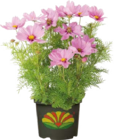 Schmuckkörbchen (Cosmea) für 9,99 € bei Globus-Baumarkt im Angebot Schmuckkörbchen (Cosmea) im aktuellen Globus-Baumarkt Prospekt