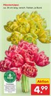 Päonientulpen Angebote bei Netto Marken-Discount Zwickau für 4,99 €
