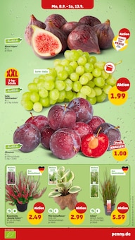 Garten Angebot im aktuellen Penny Prospekt auf Seite 3