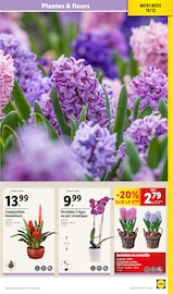 Orchidée Angebote im Prospekt "Des fêtes magiques !" von Lidl auf Seite 33