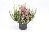 Heidekraut (Calluna vulgaris), dreifarbig Angebot in Barsinghausen Heidekraut (Calluna vulgaris), dreifarbig im aktuellen Prospekt bei Lidl in Barsinghausen