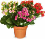Aktuelle Blumen Angebote bei Netto Marken-Discount in Wuppertal Aktuelles dreifarbige Kalanchoe Angebot bei Netto Marken-Discount in Wuppertal ab 2,99 €