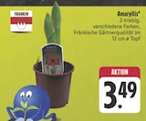 Amaryllis Angebote von Franken bei E center Jena für 3,49 €