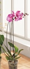 Phalaenopsis dans le catalogue Intermarché