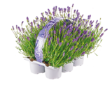 Netto mit dem Scottie Wittstock - Lavendel Angebot im Prospekt Lavendel bei Netto mit dem Scottie im Wittstock Prospekt für 7,49 €