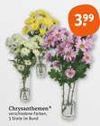 Chrysanthemen für 3,99 € bei tegut im Angebot Chrysanthemen im aktuellen tegut Prospekt