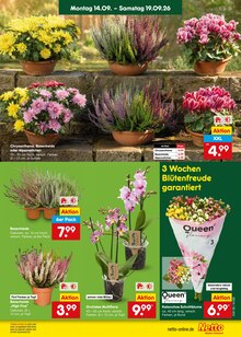 Blumen im aktuellen Netto Marken-Discount Prospekt (Krefeld) Blumen im Netto Marken-Discount Prospekt "Aktuelle Angebote" mit 71 Seiten (Krefeld)