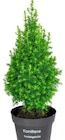 Mini-Tannenbaum bei Penny im Ense Prospekt für 3,49 €