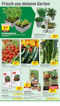 Tomaten im toom Baumarkt Prospekt "Respekt, wer's selber macht." mit 20 Seiten (Heidelberg)