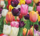 Aktuelles Tulpen Tulipa Angebot bei Kiebitzmarkt in Hamburg ab 2,99 €