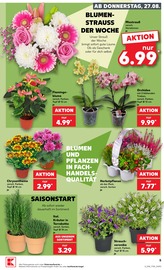 Blumen im Kaufland Prospekt in Würzburg Aktueller Kaufland Prospekt mit Blumen, "Hier bin ich richtig", Seite 16