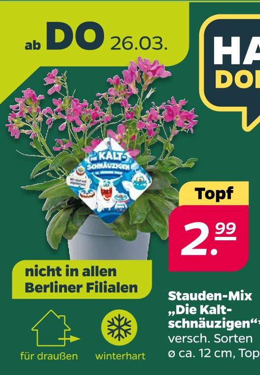 Stauden-Mix Die Kaltschnäuzigen