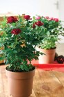 Rosier pot 14 cm dans le catalogue Intermarché Hyper