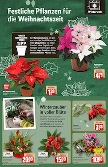 Blumen im REWE Prospekt "Dein Markt" mit 38 Seiten (Bonn)