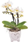 Aktuelles Orchideenwelt im Herztopf Angebot bei REWE in Bergisch Gladbach ab 12,00 €