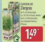 Ziergras von GARDENLINE für 1,49 € bei ALDI Nord im Angebot Ziergras von GARDENLINE im aktuellen ALDI Nord Prospekt