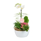 BOTANIC-Composition orchidée avec un pot en céramique coloris blanc - BOTANIC - Botanic à Paris BOTANIC-Composition orchidée avec un pot en céramique coloris blanc - BOTANIC en promo chez Botanic Paris à 39,99 €