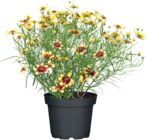 Salbei, Coreopsis, Lavendel Angebote bei ROSENGUT Langerwisch Potsdam für 2,99 €