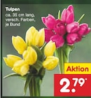 Tulpen Angebote bei Netto Marken-Discount Pforzheim für 2,79 €