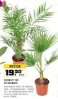 Zimmerpflanzen im OBI Prospekt PALMENMIX von GROW BY OBI im aktuellen OBI Prospekt für 19,99 €