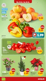 Zimmerpflanzen Angebot im aktuellen Penny Prospekt auf Seite 7