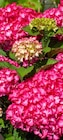 Aktuelles Gartenhortensie Angebot bei Pflanzen Kölle in Wiesbaden ab 9,99 €
