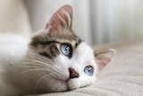 Croquettes pour chats stérilisés - PURINA ONE à 30,15 € dans le catalogue Carrefour