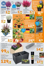 Stiefmütterchen im Globus-Baumarkt Prospekt in Düsseldorf Aktueller Globus-Baumarkt Prospekt mit Stiefmütterchen, "Immer eine Idee besser", Seite 11