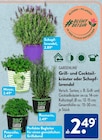 Schopflavendel Angebote von Gardenline bei ALDI SÜD Leverkusen für 2,49 €