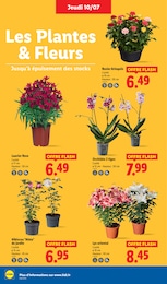 Offre Orchidée dans le catalogue Lidl du moment à la page 28