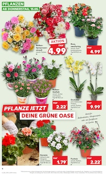 Nelke Angebot im aktuellen Kaufland Prospekt auf Seite 4