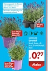 Lavendel von GARDENLINE für 0,99 € bei ALDI SÜD im Angebot Lavendel von GARDENLINE im aktuellen ALDI SÜD Prospekt