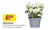 Christrose im Angebot bei toom Baumarkt in Koblenz Christrose Angebote bei toom Baumarkt Koblenz für 6,99 €