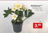 Helleborus Christmas Carol im aktuellen Zimmermann Prospekt