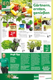 Aktueller BayWa Bau- und Gartenmärkte Prospekt mit Gemüse, "Der Frühling blüht auf", Seite 8