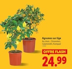 Agrumes sur tige en promo chez Lidl Nice à 24,99 €