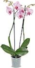 Orchidee im aktuellen Netto Marken-Discount Prospekt