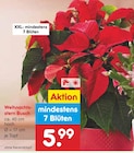Weihnachtsstern Busch im Netto Marken-Discount Prospekt Weihnachtsstern Busch von  im aktuellen Netto Marken-Discount Prospekt für 5,99 €