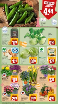 Salat im REWE Prospekt "Dein Markt" mit 20 Seiten (Nürnberg)