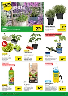 Kohlrabi im Hagebaumarkt Prospekt "GENIESSE DIE KRAFT DER SONNE" mit 18 Seiten (Stuttgart)